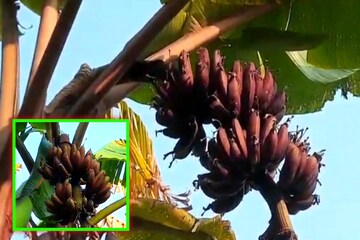 লাল