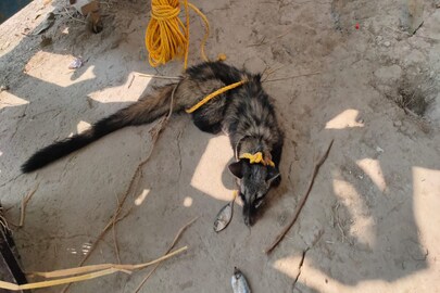 গন্ধগোকুল