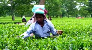 বন্ধ হয়ে গেল চা বাগান