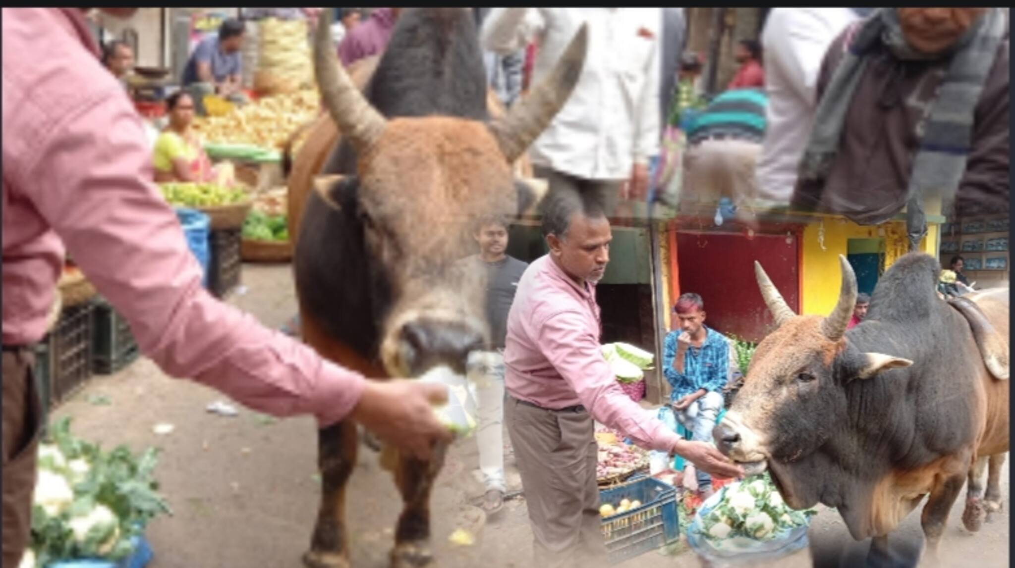 প্রশাসনের দরজায় দরজায় ঘুড়েও মিলছে না অবলা পশুর চিকিৎসা, মর্মান্তিক ঘটনা মালদহে