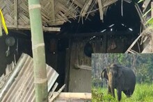 মধু বাগানে হাতি হানা দিয়ে খেয়ে গেল ডাল, রুটি!
