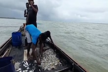 মাছ ভালবাসেন? জালে উঠছে না পমফ্রেট, ভোলা, ইলিশ! বিপদে মৎস্যজীবীরা, কী হল হঠাৎ!