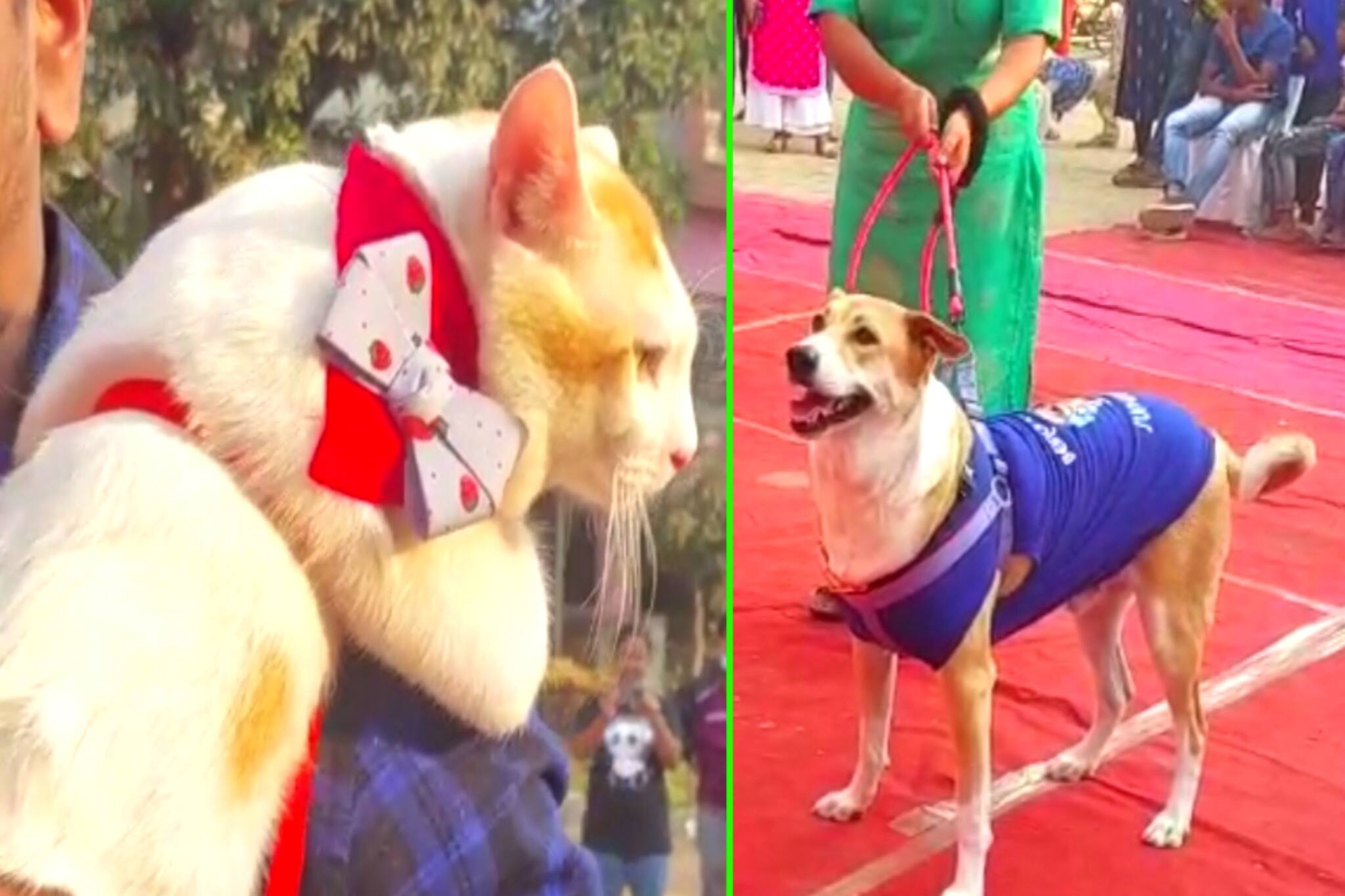 রেড কার্পেটে ফ্যাশন শো-এ ক্যাটওয়াক করল দেশি সারমেয়রা!