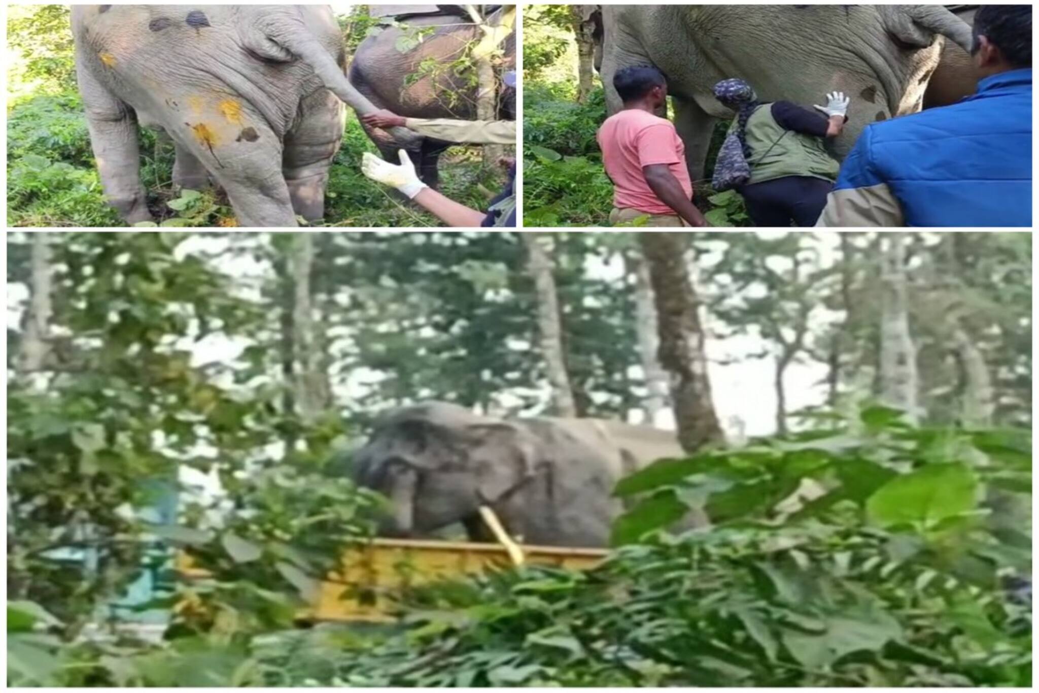 বহু প্রচেষ্টার পর হাতিকে সুস্থ করতে এবার হাসপাতালে পাঠাচ্ছে বন দফতর
