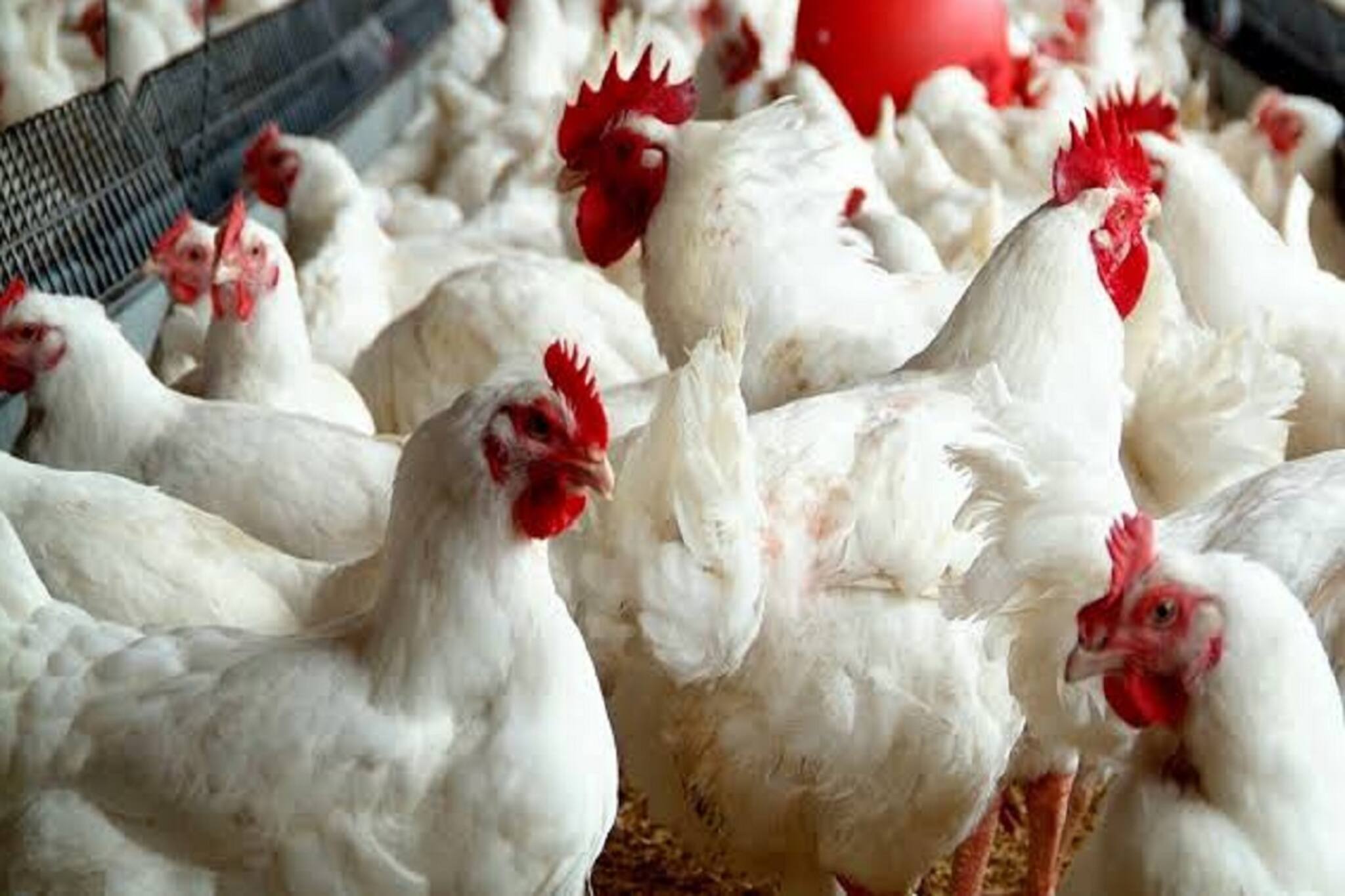 বিদ্যুতের তার ছিঁড়ে ভয়াবহ আগুন! পুড়ে ছাই আড়াই হাজার মুরগি