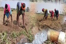 সারের কালোবাজারিতে মাথায় হাত আলু চাষীদের