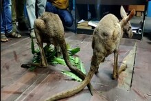 পাচার পথে উদ্ধার হয়েও শেষ রক্ষা হল না, বেঙ্গল সাফারি পার্কে মৃত্যু ক্যাঙারুর