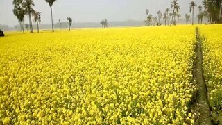 সরিষা খেতে দেহ উদ্ধার