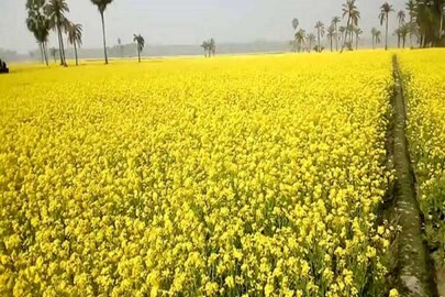 সরিষা খেতে দেহ উদ্ধার