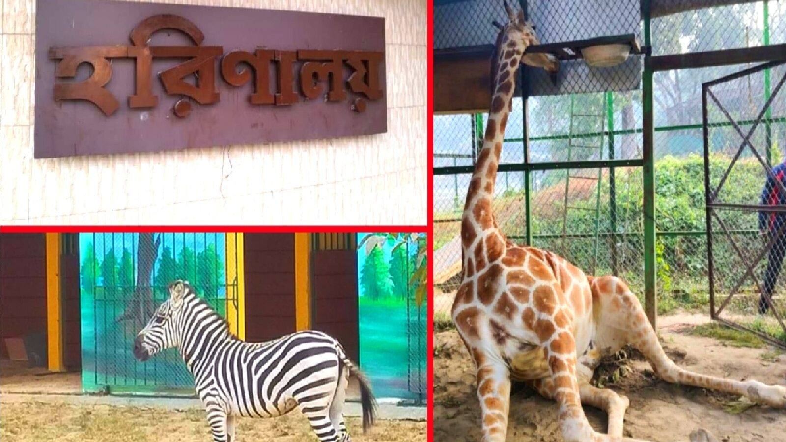 Mini zoo in New Town, Mini Zoo, People are getting interested to see