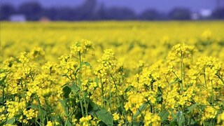 প্রতীকী ছবি। 