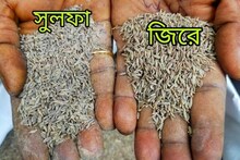 সাবধান! গোটা জিরেতে মেশানো হচ্ছে ঘাসবীজ! যাচাই করে তবেই কিনুন
