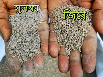 ব্যবসায়ীর বক্তব্য, কেউ যদি পাঁচ কেজি জিরের সঙ্গে দু কেজি সুলফা মিশিয়ে দেয়, তাহলে ধরা খুবই মুশকিল
