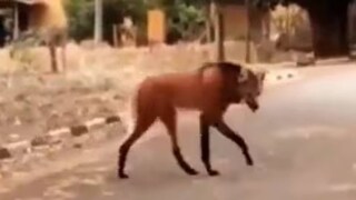 বিলুপ্তপ্রায় এই শ্বাপদের ঠিকানা লাতিন আমেরিকার প্রত্যন্ত অঞ্চল বিলুপ্তপ্রায় এই শ্বাপদের ঠিকানা লাতিন আমেরিকার প্রত্যন্ত অঞ্চল