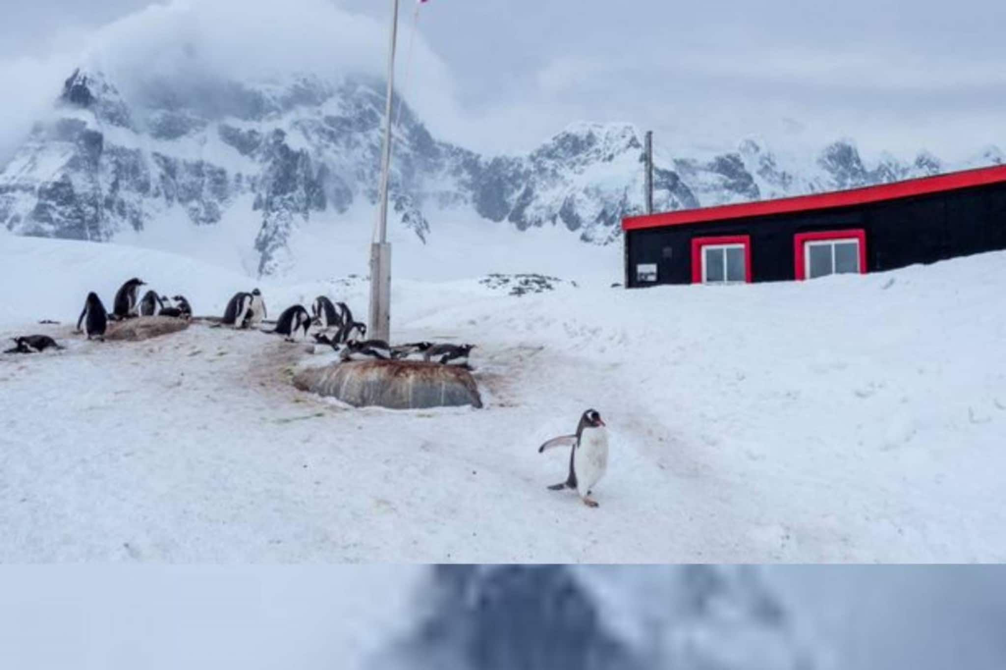 অ্যান্টার্কটিকার প্রত্যন্ত দ্বীপের ডাকঘর চাপা পড়ল তুষারপাতে, উদ্ধার চার মহিলা