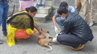 গত কয়েকদিনের মধ্যে মৃত্যু হয়েছে অন্তত তিনশো পথকুকুরের