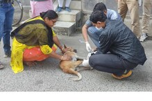 কালনায় পথকুকুরের মৃত্যুর মিছিল, বিশেষজ্ঞরা জানালেন কোন ভাইরাসে মৃত্যু কালনায় পথকুকুরের মৃত্যুর মিছিল, বিশেষজ্ঞরা জানালেন কোন ভাইরাসে মৃত্যু
