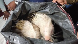 সজারু দুটিকে বর্ধমান বন দফতরের হাতে তুলে দেওয়া হয়েছে