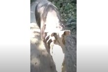 কাজিরাঙায় ঘুরছিলেন পর্যটকরা, হঠাৎ সামনে গণ্ডার! তারপর হাড়হিম ঘটনা! দেখুন...