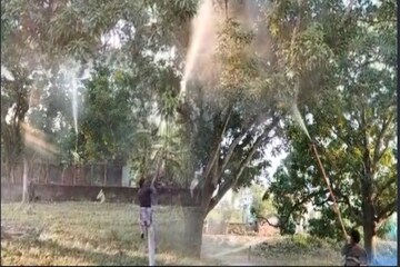 ম্যাঙ্গো হপার