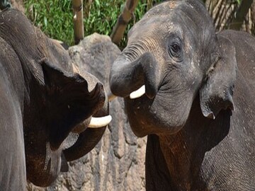Siliguri News: Residents of Rajabhatkhawa able to move away elephant