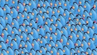 নীল রঙের গাধার পালে লুকিয়ে প্রদীপের দৈত্য! ১১ সেকেন্ডে খুঁজে বের করার চ্যালেঞ্জ