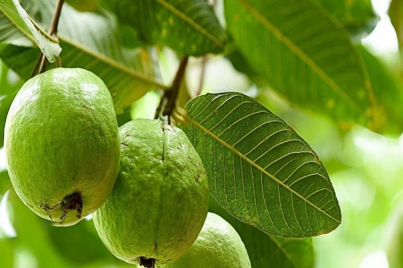 প্রোটিন শরীরের বিভিন্ন উপায়ে উপকার করে, বিশেষ করে শিশুদের বৃদ্ধি ও বিকাশের জন্য। প্রোটিনের নাম শুনলেই ডাল, মাংস, ডিম ও ড্রাই ফ্রুটস এর কথা মাথায় আসে, কিন্তু এমন অনেক ফল আছে যেগুলোতে প্রচুর পরিমাণে প্রোটিন রয়েছে। প্রোটিন সমৃদ্ধ ফল হল পেয়ারা। পেয়ারায় প্রচুর পরিমাণে ভিটামিন সি এবং ফাইবারও পাওয়া যায়।