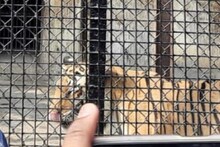 বড়দিনে বাঘ দেখতে চিড়িয়াখানায় হাজির সুন্দরবনের বাসিন্দা!