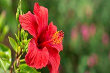 খুশকি হোক বা ব্রণ একাধিক সমস্যা থেকে বাঁচাবে এই ফুল, জানুন