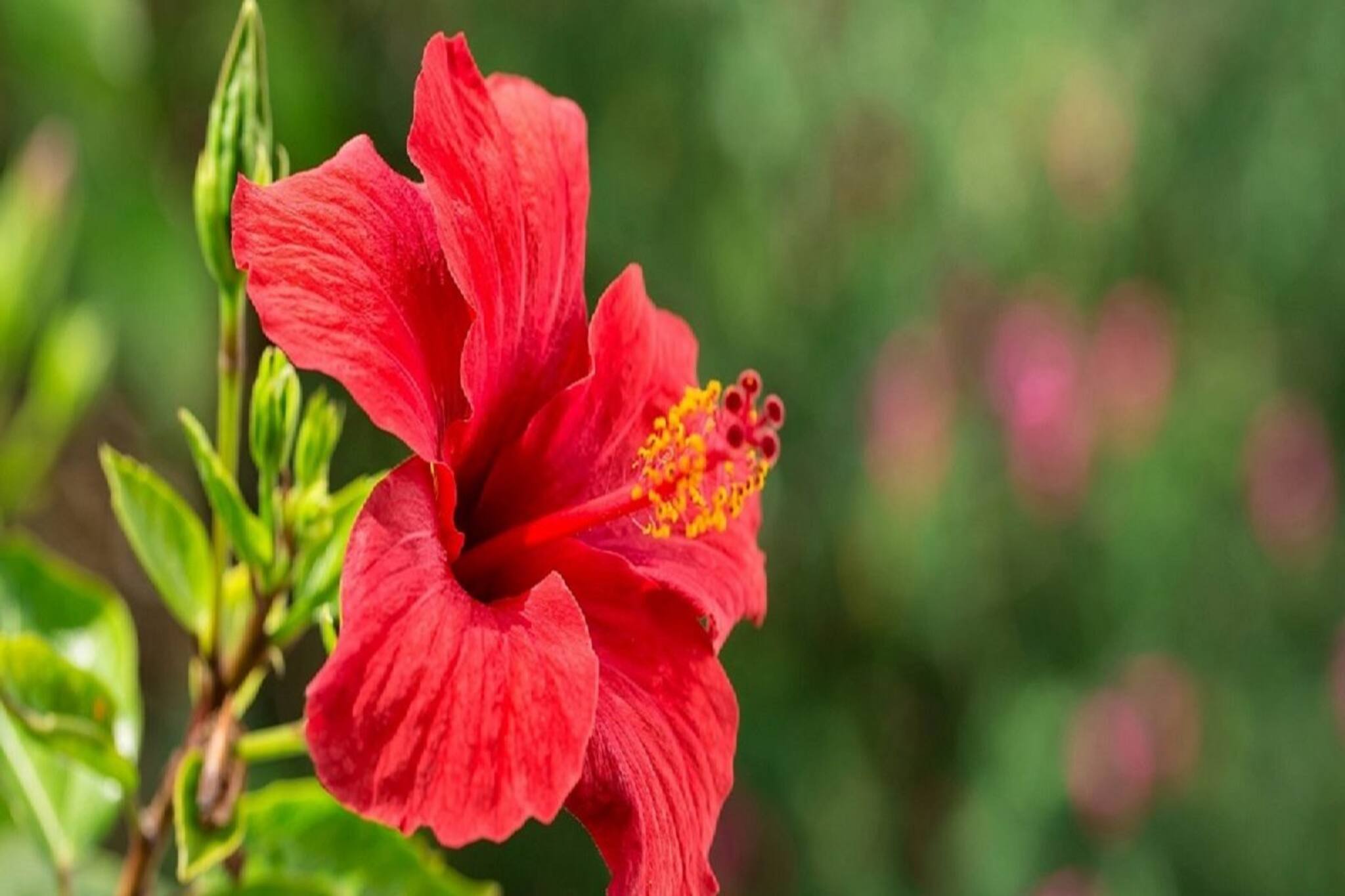 খুশকি হোক বা ব্রণ একাধিক সমস্যা থেকে বাঁচাবে এই ফুল, জানুন