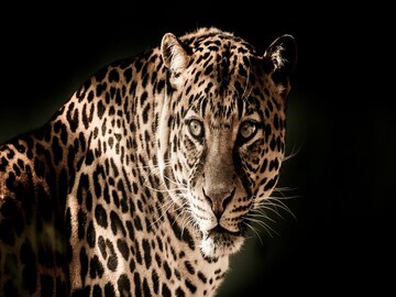 Leopard entered into kitchen in Banarhat