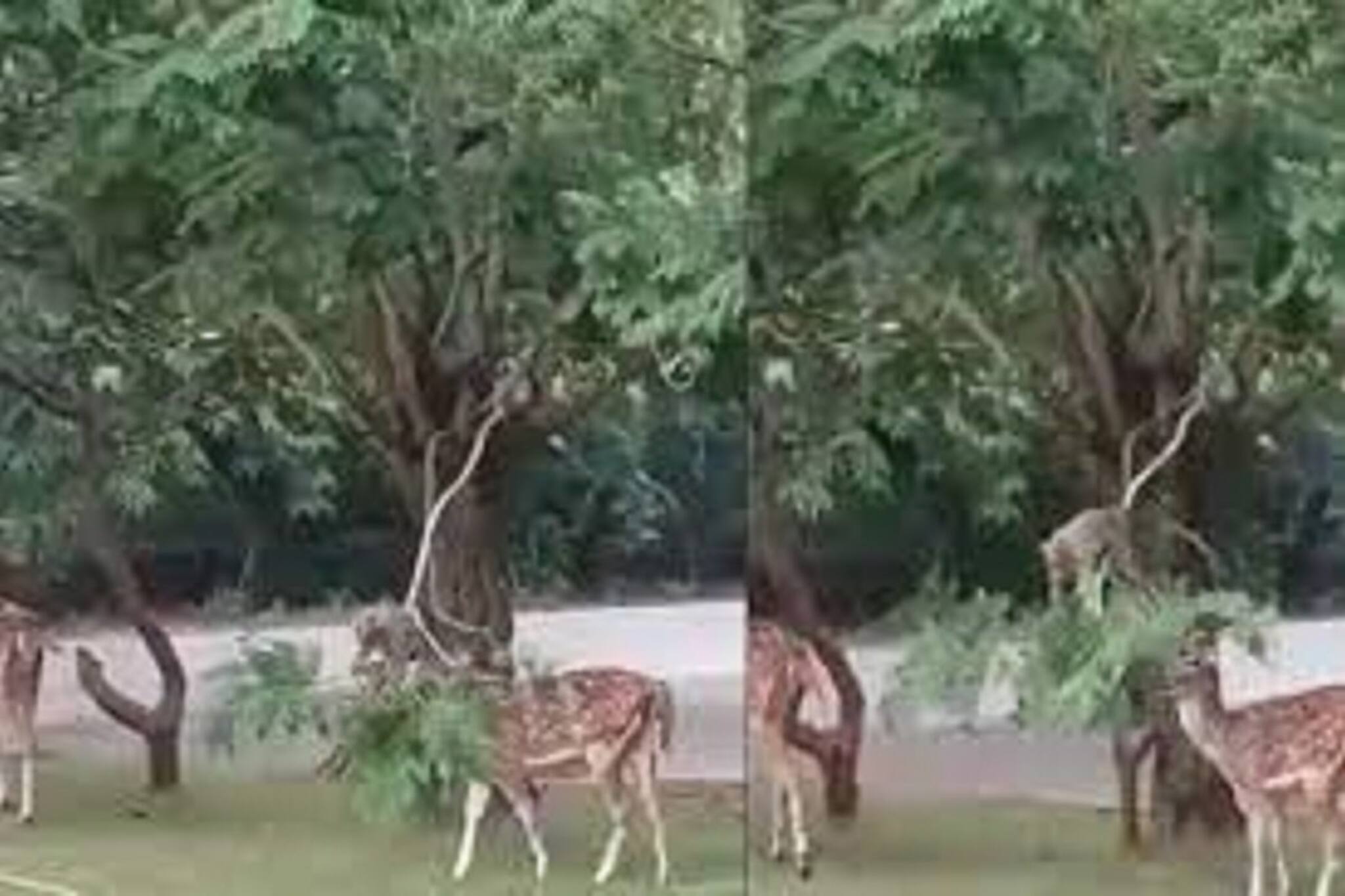 দুটি হরিণকে বাঁদরের গাছের পাতা খাওয়ানোর ভিডিও ভাইরাল