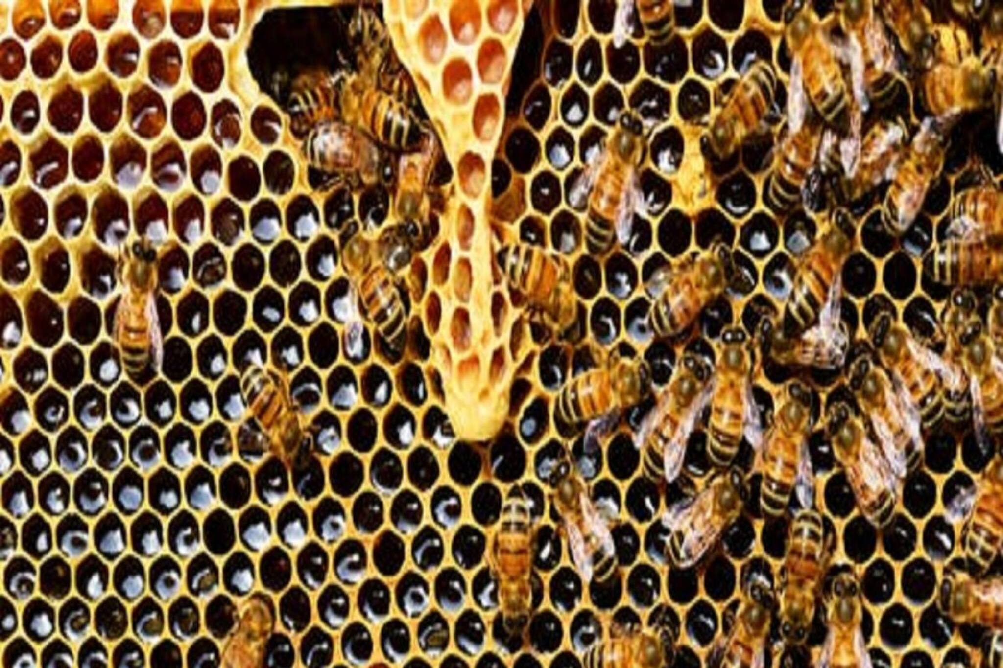 তৈরি করা মৌচাক থেকে আসছে আসল মধু