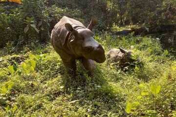 আর উত্তরবঙ্গ কেন, এবার কলকাতাতেই জলদাপাড়া-ভ্রমণ! কোথায় সে জায়গা? দেখুন ছবি