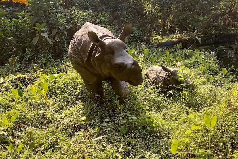 খাস কলকাতায় এক টুকরো জলদাপাড়া। বিশ্বাস না হলে একবার ঘুরে আসতে পারেন। রাজ্য সরকারের বন বিভাগের বনবিতানে। স্কুল ছাত্র ছাত্রীদের জন্য রয়েছে প্রকৃতি পাঠের ব্যবস্থা।