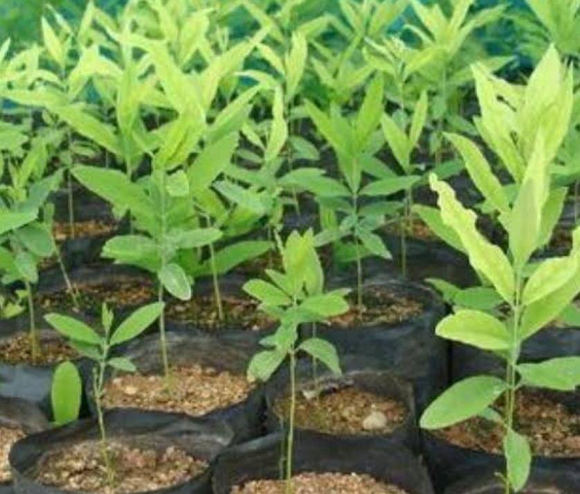 চন্দনের চারা