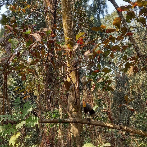 জলদাপাড়া অভয়ারণ্যের মতোই এই গভীর অরণ্যের মধ্যেই রয়েছে এক টুকরো জলাশয়ও। ছাত্র-ছাত্রী ও গ্রুপ ট্যুরের জন্য গাইড এর ব্যবস্থাও করবে বন দফতর।