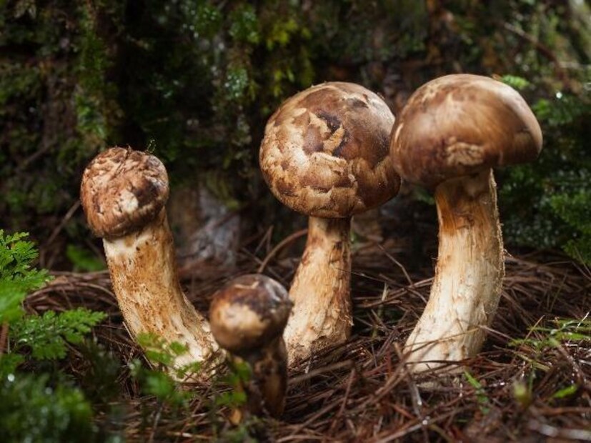 Matsutake মাশরুম - এই বিরল জাতের মাশরুম জাপানে পাওয়া যায়। এটি সুগন্ধির জন্য বেশ বিখ্যাত। আন্তর্জাতিক বাজারে এর দাম ৩ থেকে ৫ লাখ টাকা বলে জানা যায়।
