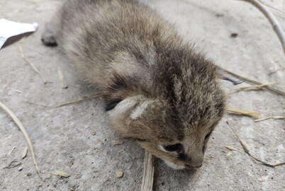 বিড়ালের মত দেখতে হলেও বিড়াল নয় এলাকায় ঘুরে বেড়াচ্ছে এক প্রাণী