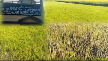 বীজতলা