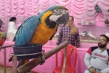 খাচার