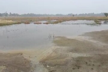 চাষের