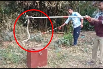 সাপ