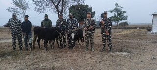 খোলা সীমান্তে গরু পাচার ছক, ৩টি গরু সহ গ্রেফতার পাচারকারী 