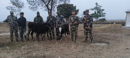 খোলা সীমান্তে গরু পাচার ছক, ৩টি গরু সহ গ্রেফতার পাচারকারী 