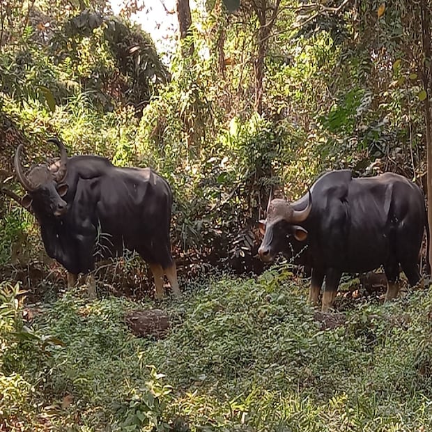 বনবিতানে ঢুকে পড়লেই বন বিভাগের গাইড আপনাকে পশুপাখি জন্তু-জানোয়ার থেকে শুরু করে গুল্ম-লতা গাছের প্রকৃতি চিনিয়ে দেবেন। 