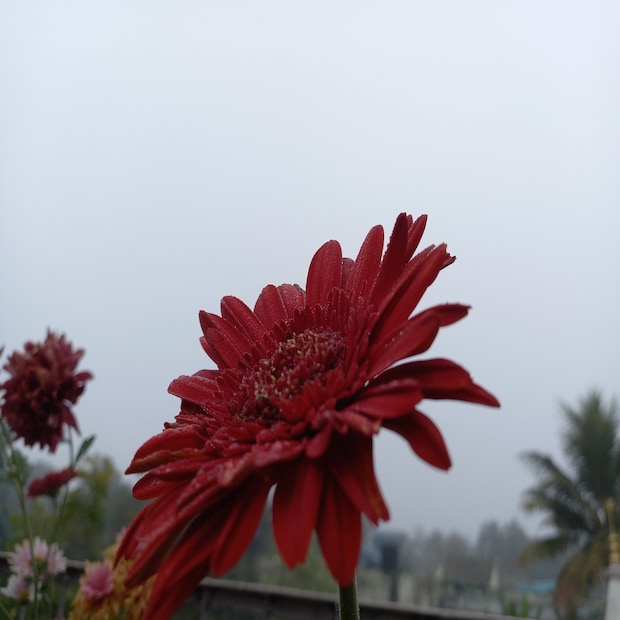 নতুন করে পশ্চিমে ঝঞ্ঝা ঢুকবে বৃহস্পতিবার উত্তর-পশ্চিম ভারতে। একটি পশ্চিমী ঝঞ্ঝা যেটি উত্তর-পশ্চিম ভারতে ছিল সেটি ক্রমশ পূর্ব দিকে সরছে। এটি ঘূর্ণাবর্ত রয়েছে রাজস্থান ও সংলগ্ন এলাকায়। এছাড়া দক্ষিণ বঙ্গোপসাগরে নিম্নচাপ গভীর নিম্নচাপে পরিণত হয়েছে।