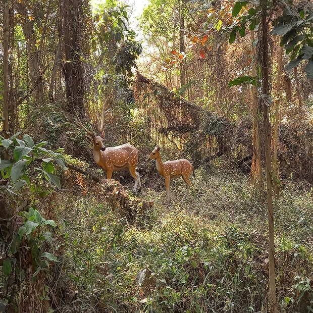 ছাত্র-ছাত্রীদের জন্য প্রকৃতি পাঠের সুবর্ণ সুযোগ তো বটেই। শিক্ষক শিক্ষিকারাও এসে চমকে উঠছেন খাস কলকাতার মধ্যেই এত গভীর অরণ্য রয়েছে তা তাদেরও অজানা ছিল। 