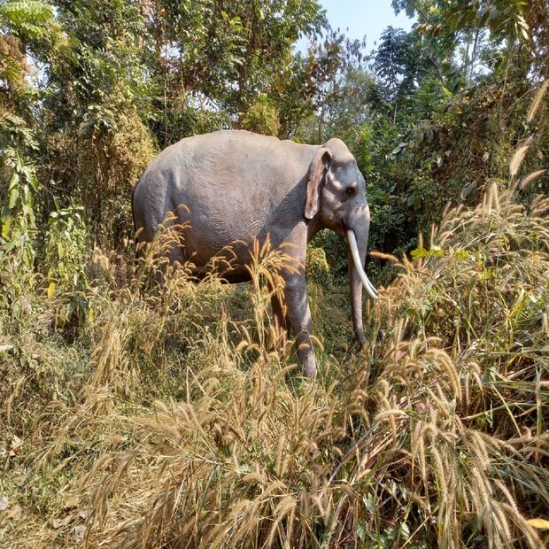 বরানগর মোহন গার্লস হাইস্কুলের প্রধান শিক্ষিকা গোধূলি মুখোপাধ্যায় বলেন, এই অরণ্য দেখে রীতিমতো অভিভূত। আমার নিজেরই জানা ছিল না কলকাতার মধ্যে এত বড় অরণ্য রয়েছে। 