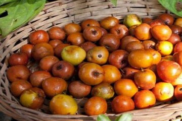 শীতকালের এই সস্তার ফল কামাল করে, ডায়াবেটিস হবে কন্ট্রোল, বাড়াবে হাড়ের জোর